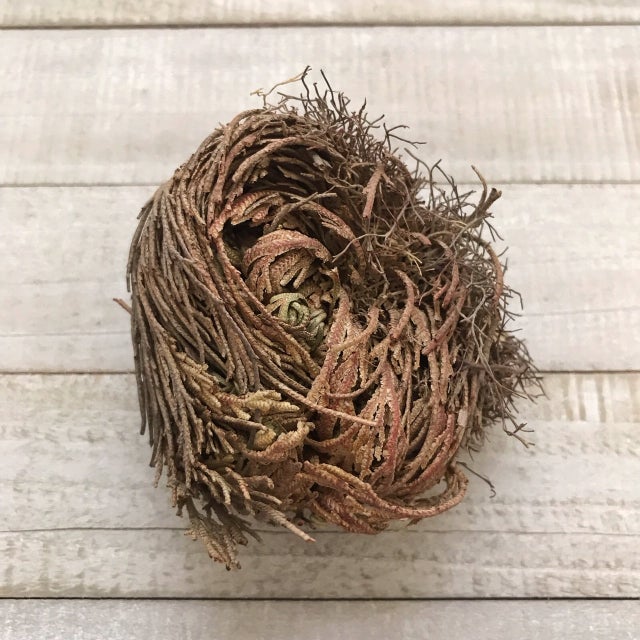 Rose of Jericho Plant for New Beginnings